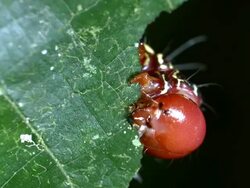 Large caterpillar feeding on a leaf in the rainforest understory, Ecuador. Stock Footage