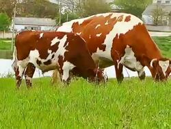 Bulls and cow Stock Footage