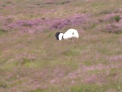 Glorious Twelfth Game Shooting Season Begins News Clip