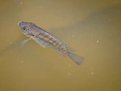 Feeding tilapia Stock Footage