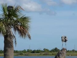 heron Defending His Tree Stock Footage