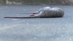 CLEAN : French captial deals with unprecedented rat infestations in park News Clip
