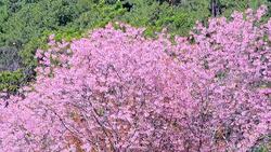 Cherry blossom Stock Footage