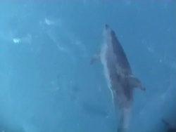 Dolphins Stock Footage