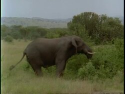 MS African elephant, Loxodonta africana, standing in bush, Uganda, Africa Stock Footage