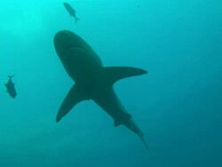 Galapagos shark, silhouette, Mexico  Stock Footage