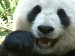 Panda Stock Footage