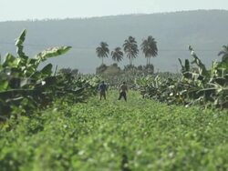 Banana plantation workers wide shot Stock Footage