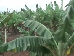 Banana Trees, Moving Tracking Shot Stock Footage