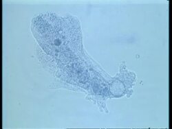 CU microscopic view of Amoeba Stock Footage