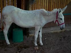 White Donkey Stock Footage
