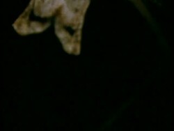 Net-casting Spider (Dinopis) CU head with large black eyes, Australia Stock Footage