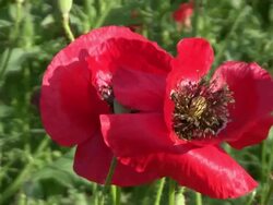 Cultivation of medicinal plants. Stock Footage