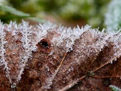  CU Hoarfrost on foliage  /  Kastel-Staadt, Rhineland-Palatinate, Germany Stock Footage