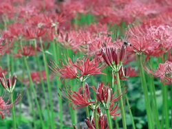 MS Shot of spider lily and dragonfly / Koma, Saitama, Japan Stock Footage