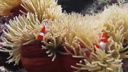 Three Clownfish and Sea Anemone Stock Footage