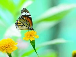 Butterflies eat pollen Stock Footage