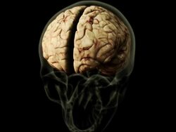 Medium Close Up static - A three-dimensional model of a human brain highlights the cerebellum in a computer-generated animation. Stock Footage