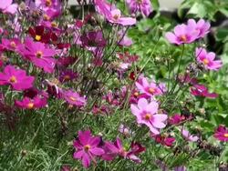 MS Garden of cosmos bipinnatus / Serrig, Rhineland-Palatinate, Germany Stock Footage