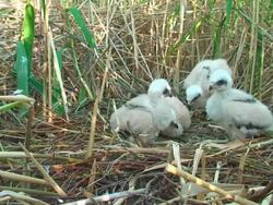 Four Marsh Harrier Chicks Stock Footage