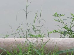 Wetland Stock Footage