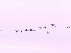 Common Cranes (Grus grus) flying from roost on Lake Cubillar, Caceres Province in Extremadura, Spain Stock Footage