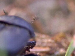 A dung beetle wobbles over sand and grass. Stock Footage