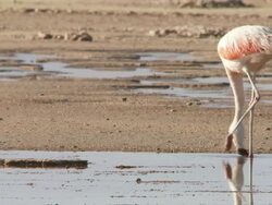 MS Shot of Chilean Flamingo, Phoenicopterus chilensis feeding in high altitude salt lake / San Pedro de Atacama, Norte Grande, Chile Stock Footage