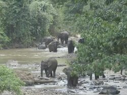 Wild Elephant herd walking across jungle river. Stock Footage