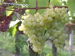 MS Bunch of grapes at vineyard / Nittel, Rhineland-Palatinate,  Germany Stock Footage