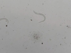 Parasite : Strongeroides stercolaris Stock Footage