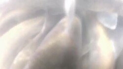 Pearl Mullet Fish - survival for the eggs Stock Footage