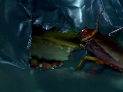 American Cockroach in bin bag Stock Footage