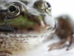 Macro Close-up Video of a Frog Stock Footage