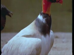 CU Tilt up, King vulture, South America Stock Footage