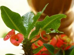 Red euphorbia milii Stock Footage