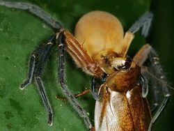 Giant Crab Spider (Sadala sp. family Sparassidae) Stock Footage