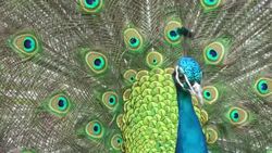 A male peacock with colorful feathers turns. Stock Footage
