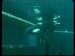 ENTERTAINMENT WEEKLY:  ENT1- KEIKO FILM News Clip