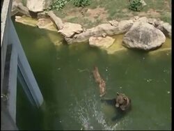Animals at Rome's zoo try to stay cool in the summer heat News Clip