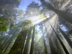 WS T/L View of rays of light in Redwood Forest / Redwood National Park, California, United States Stock Footage