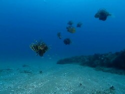 WS Shot of School of devil fire fish drifting and swimming with surge in open water shadowed by single emperor snapper / Matola, Maputo, Mozambique Stock Footage