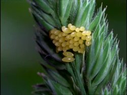 Ladybird Beetle (Coccinella 7-punctata) Eggs, England Stock Footage