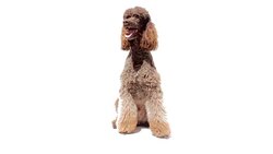 Poodle close up looking around on white background Stock Footage