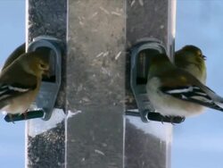 CU TD American goldfinches at feeder during winter / Tweed, Ontario, Canada Stock Footage