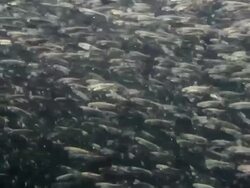 Large School of Salmon Fry 1 Stock Footage