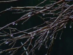 CU TD Water droplets hanging from branches / Kenya   Stock Footage