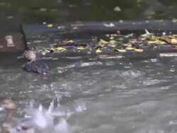 Brown duck swimming along Stock Footage
