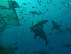 Rebreather diver films Silky sharks and platform ascent to platform with lots sharks, Saudi Arabia, Gulf  Stock Footage