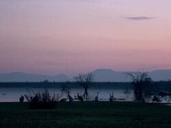 European Cranes (Grus grus) silhouetted on lake shore, North East Extremadura in Dehesa. Stock Footage